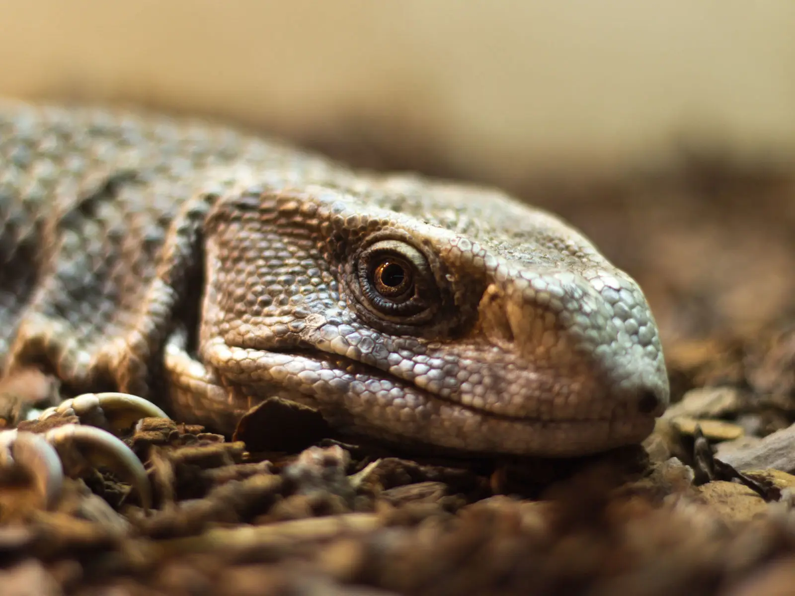 Savannah-Monitor 02