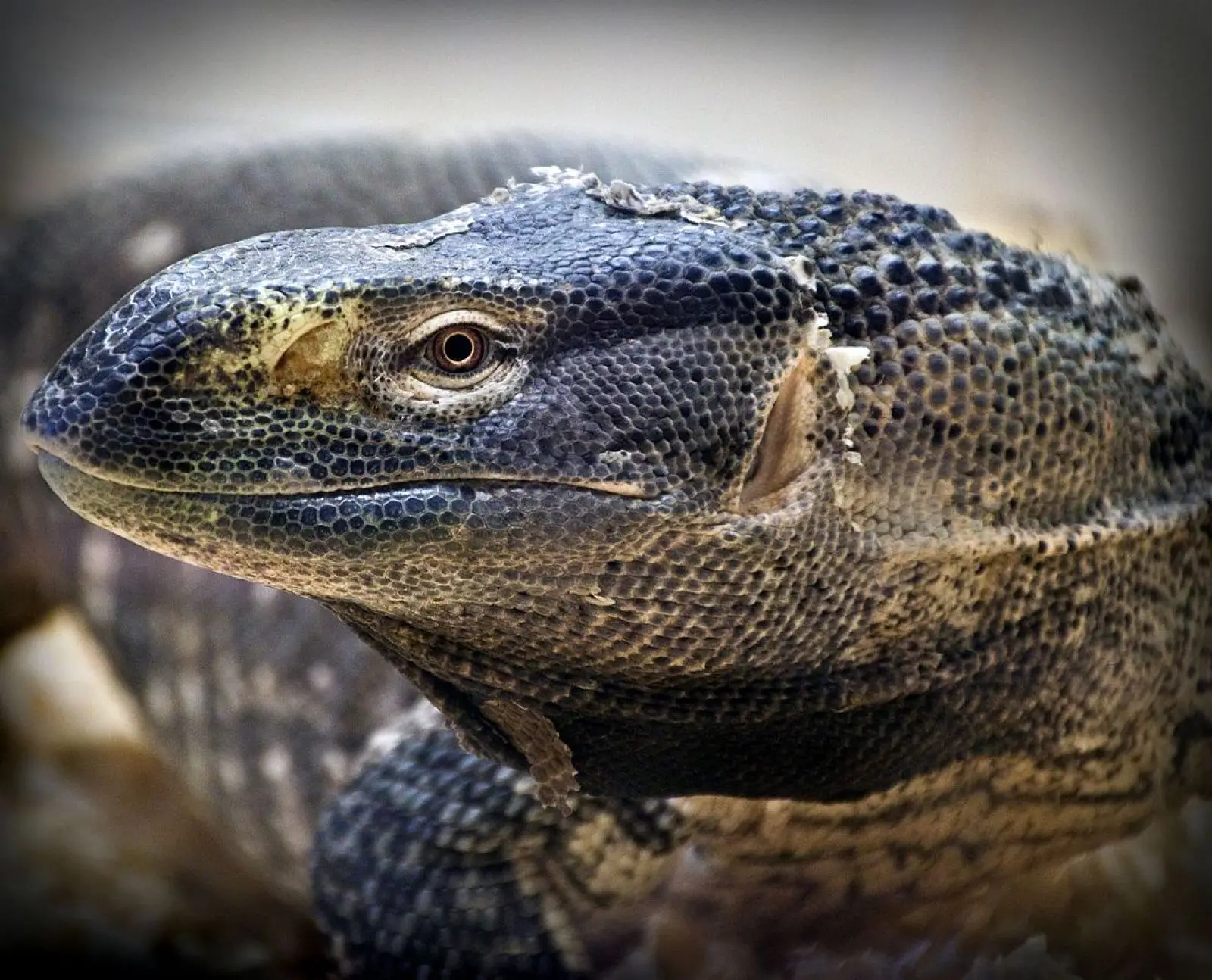 Savannah-Monitor 03