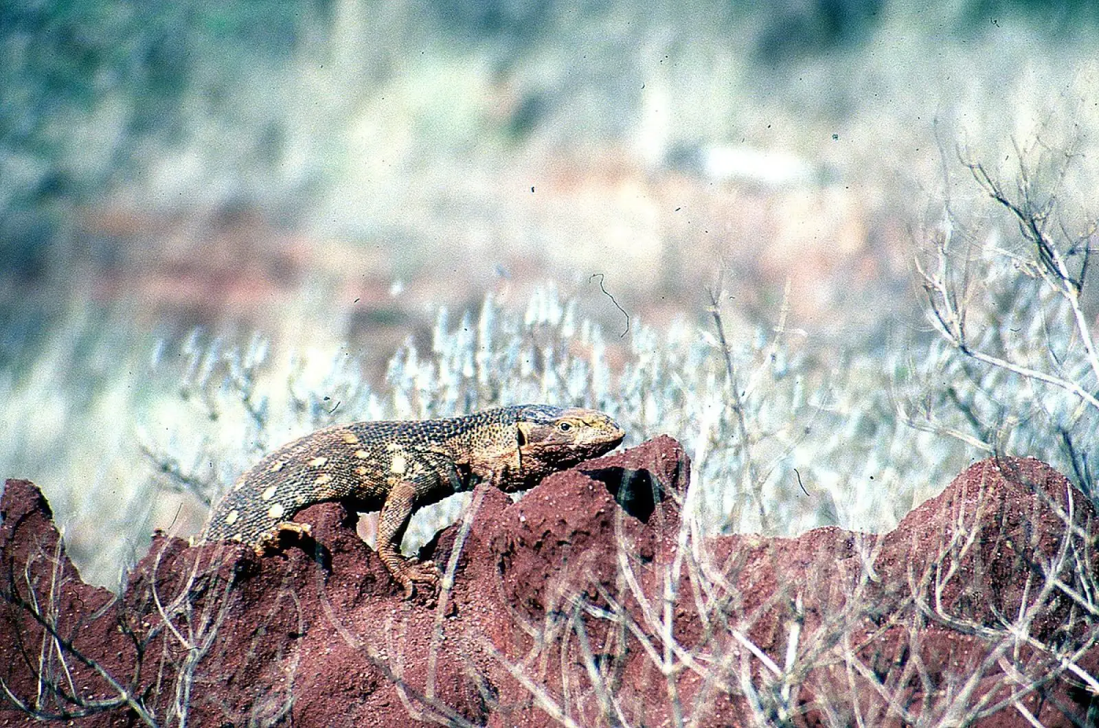 Savannah-Monitor 04