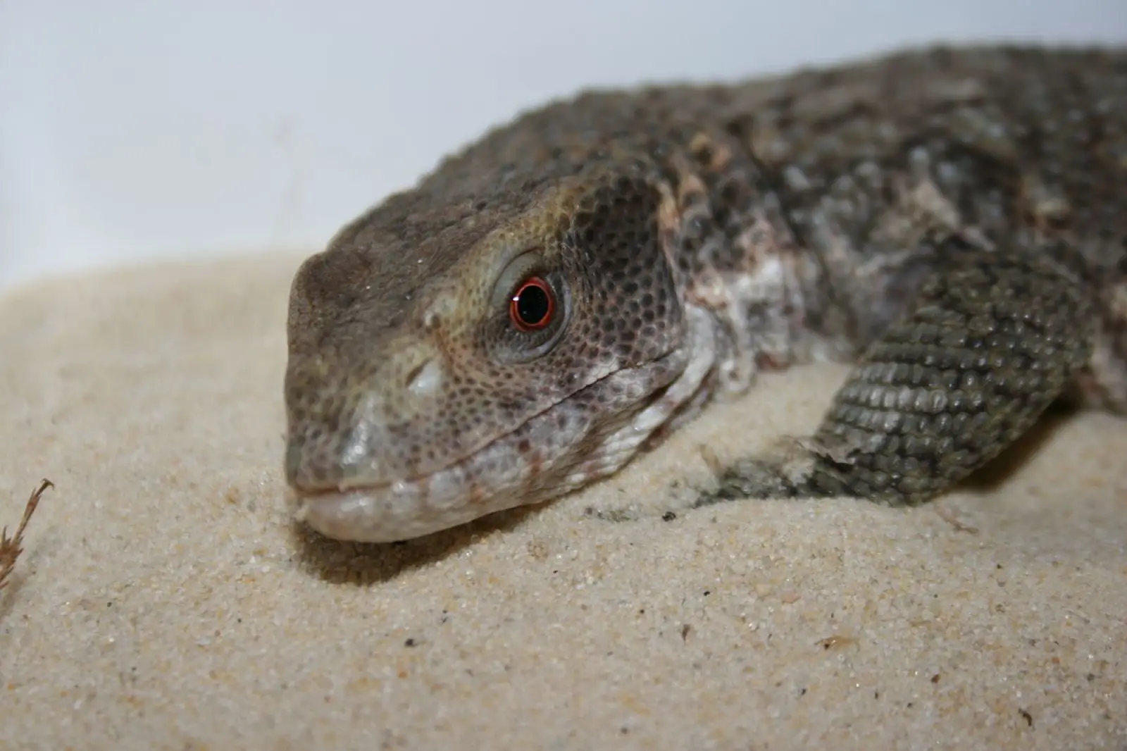 Savannah-Monitor 05