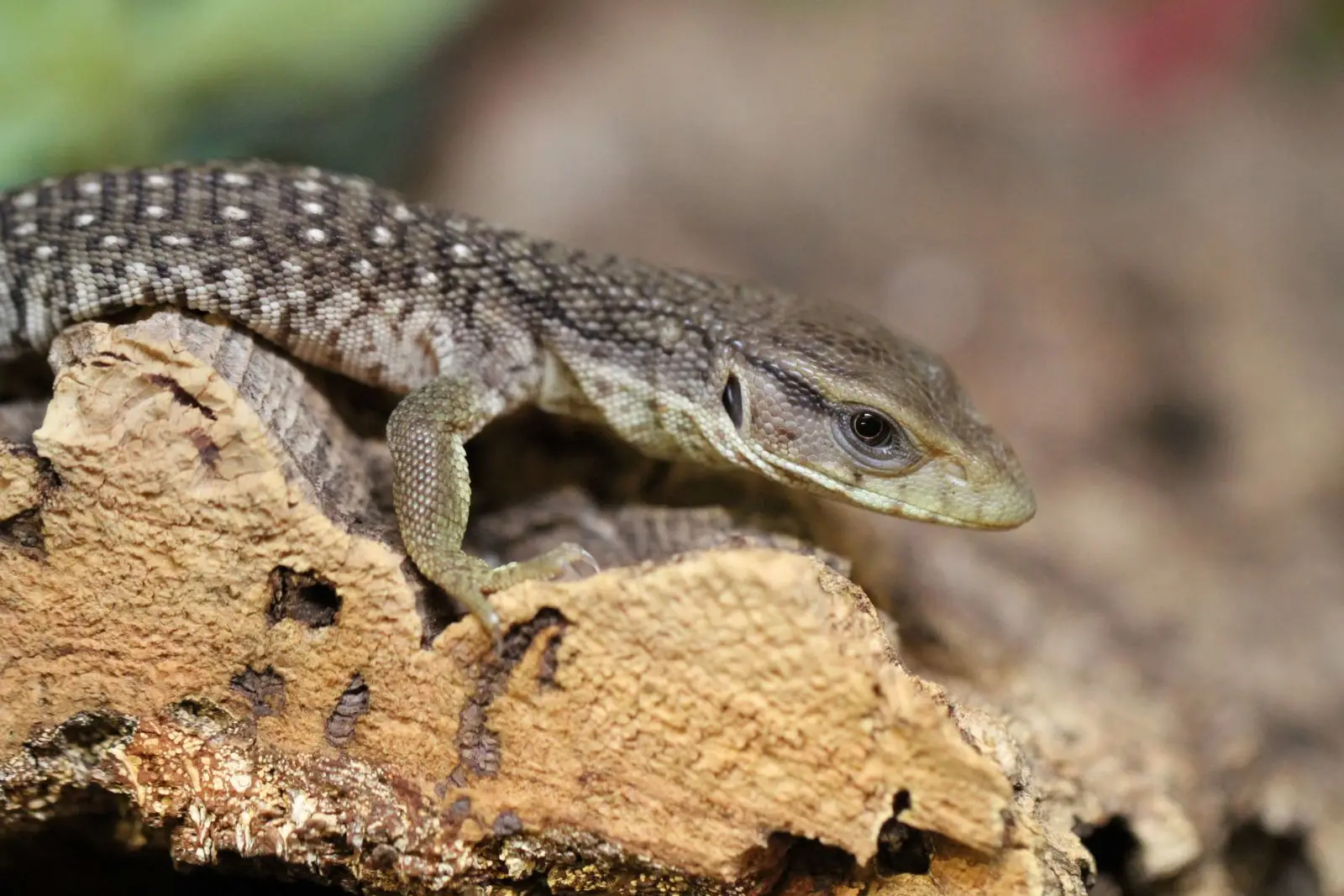 Savannah-Monitor 06
