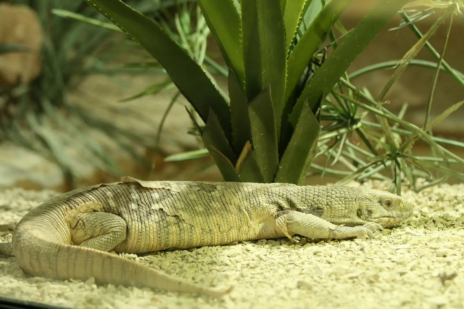 Savannah-Monitor 07