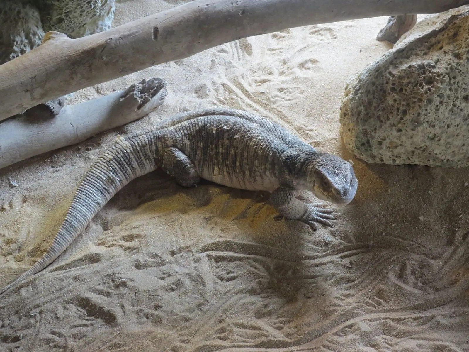 Savannah-Monitor 08