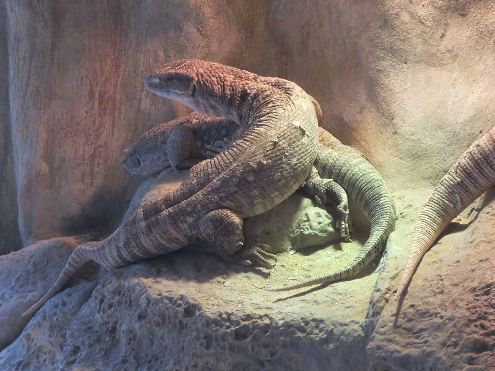 Savannah-Monitor 09
