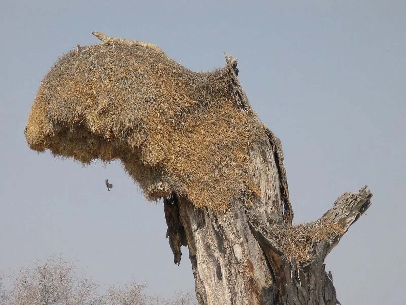 Savannah-Monitor 10
