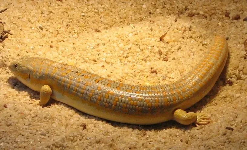 Le scinque de Schneider, lézard à la queue bleue