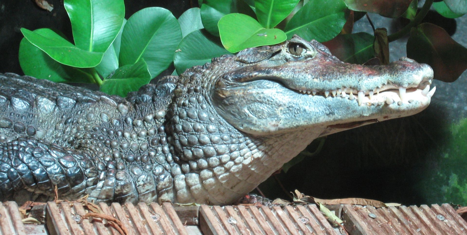 Le caïman à lunettes, un crocodilien qui porte bien son nom