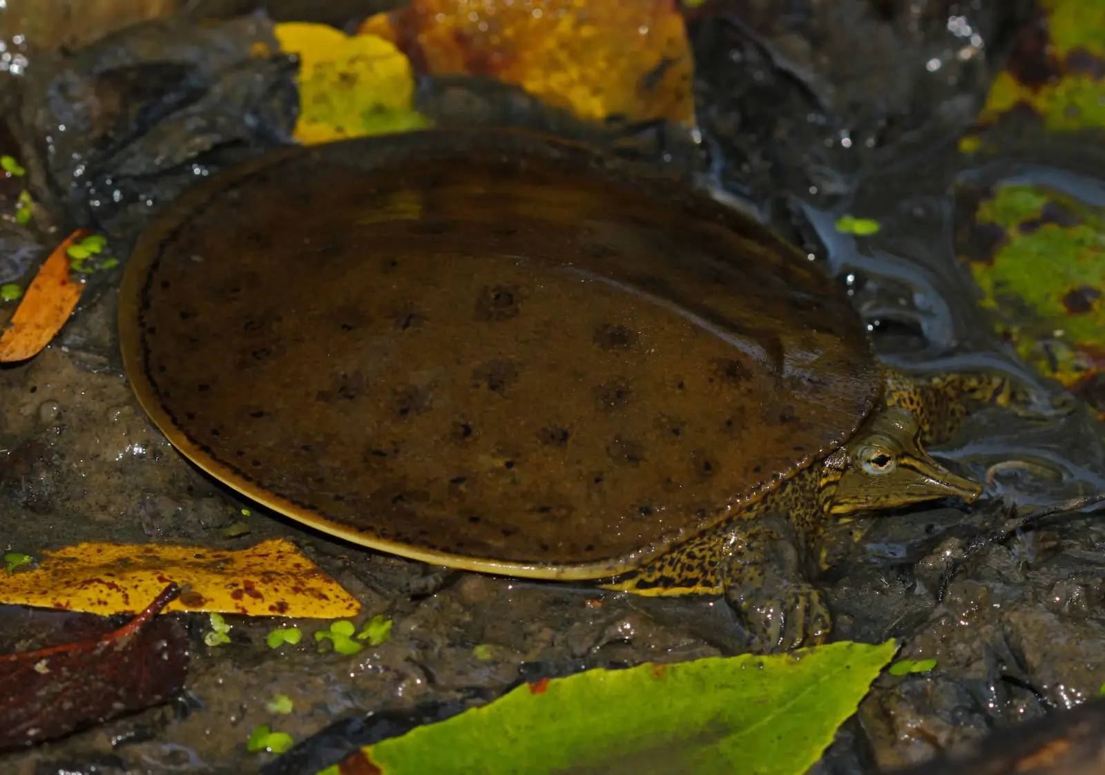 La tortue molle à épines : un fantôme aquatique