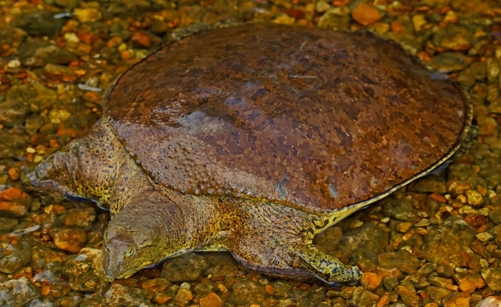 Tortue molle à épines