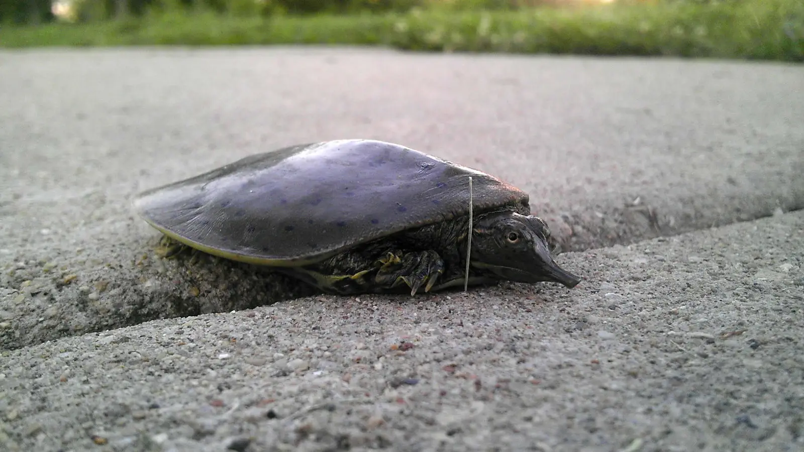 Tortue molle à épines