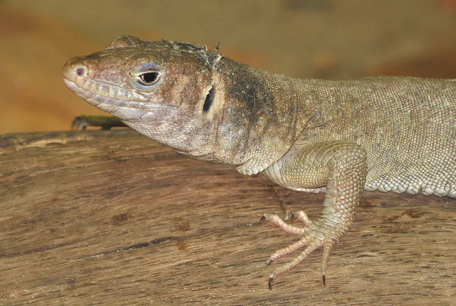 Spiny-Tailed-Monitor 01