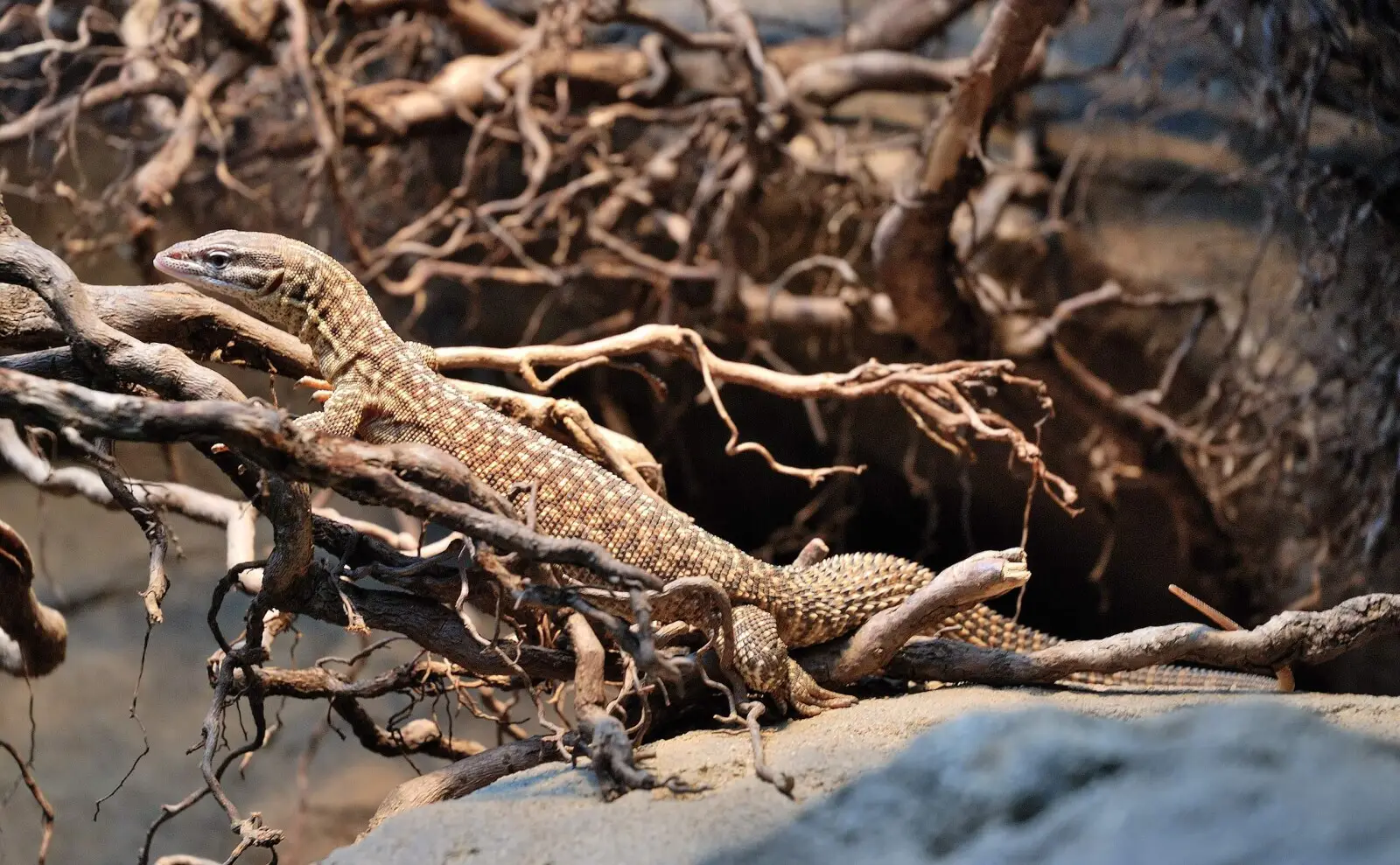 Spiny-Tailed-Monitor 02