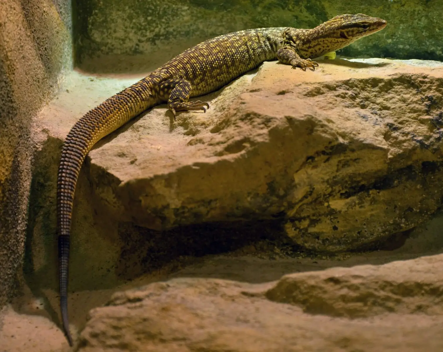 Spiny-Tailed-Monitor 03