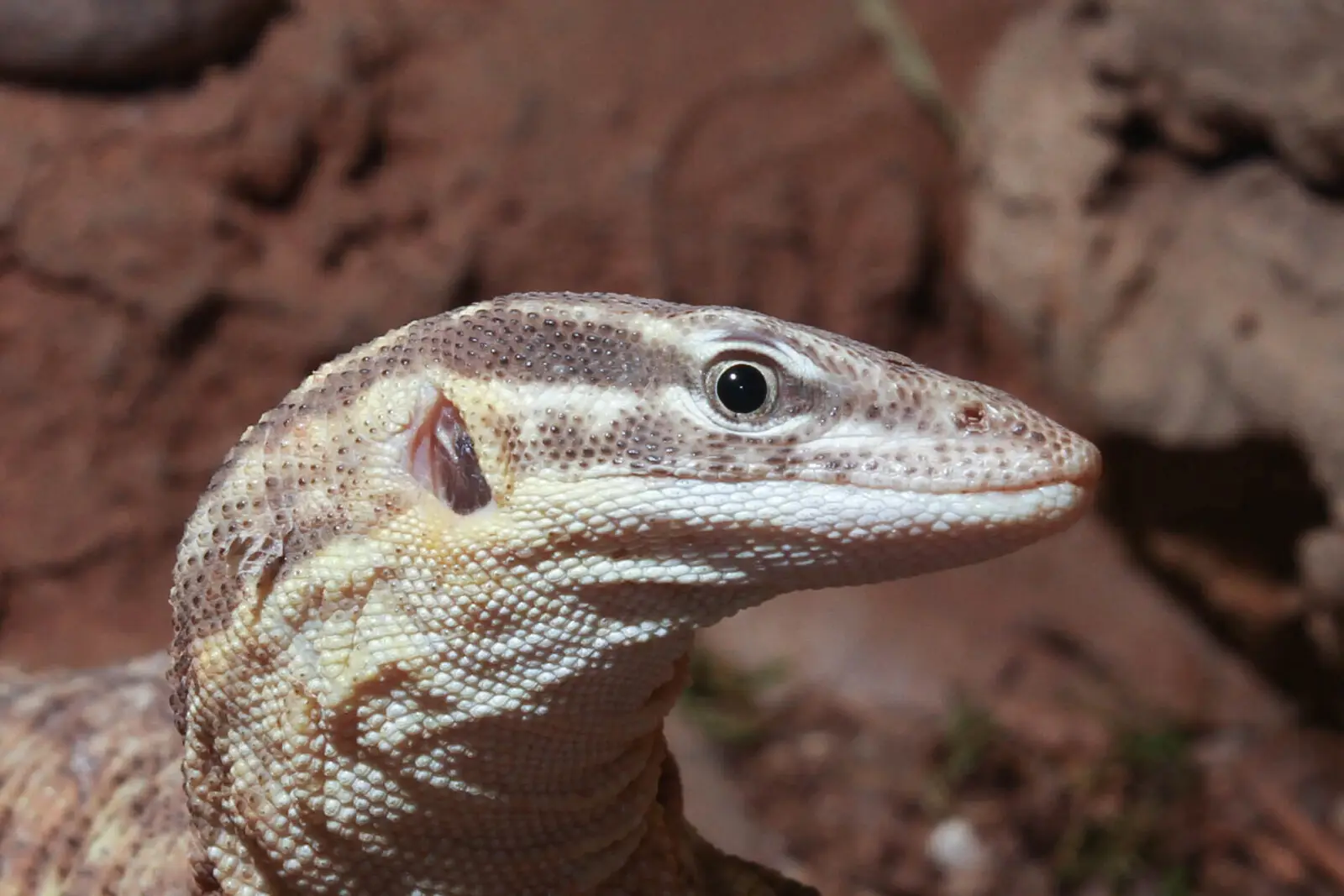 Spiny-Tailed-Monitor 04