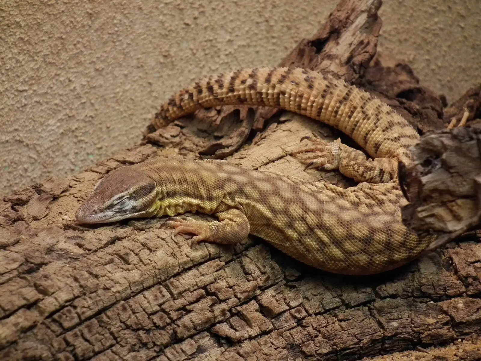 Spiny-Tailed-Monitor 05