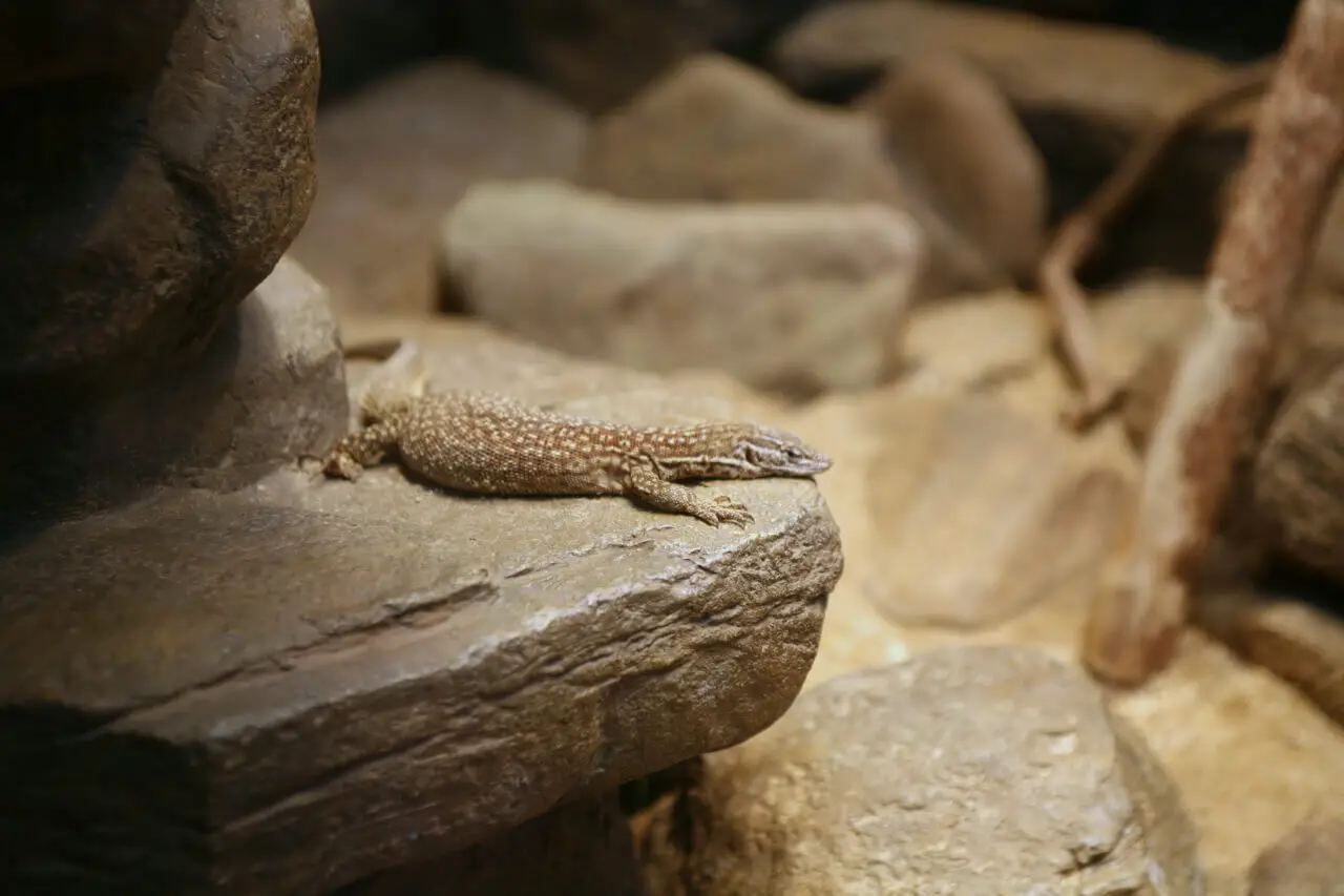 Spiny-Tailed-Monitor 06