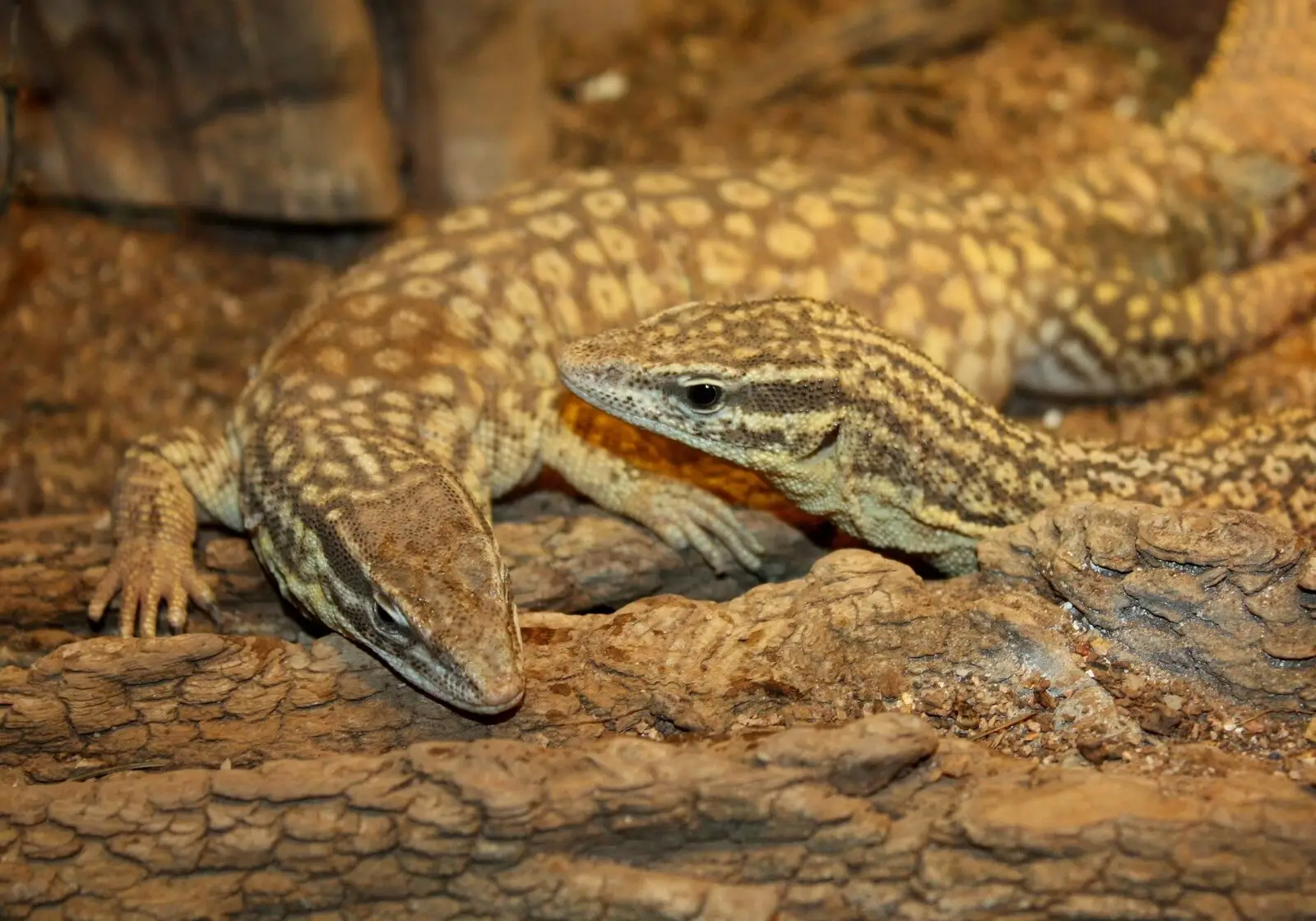 Spiny-Tailed-Monitor 07