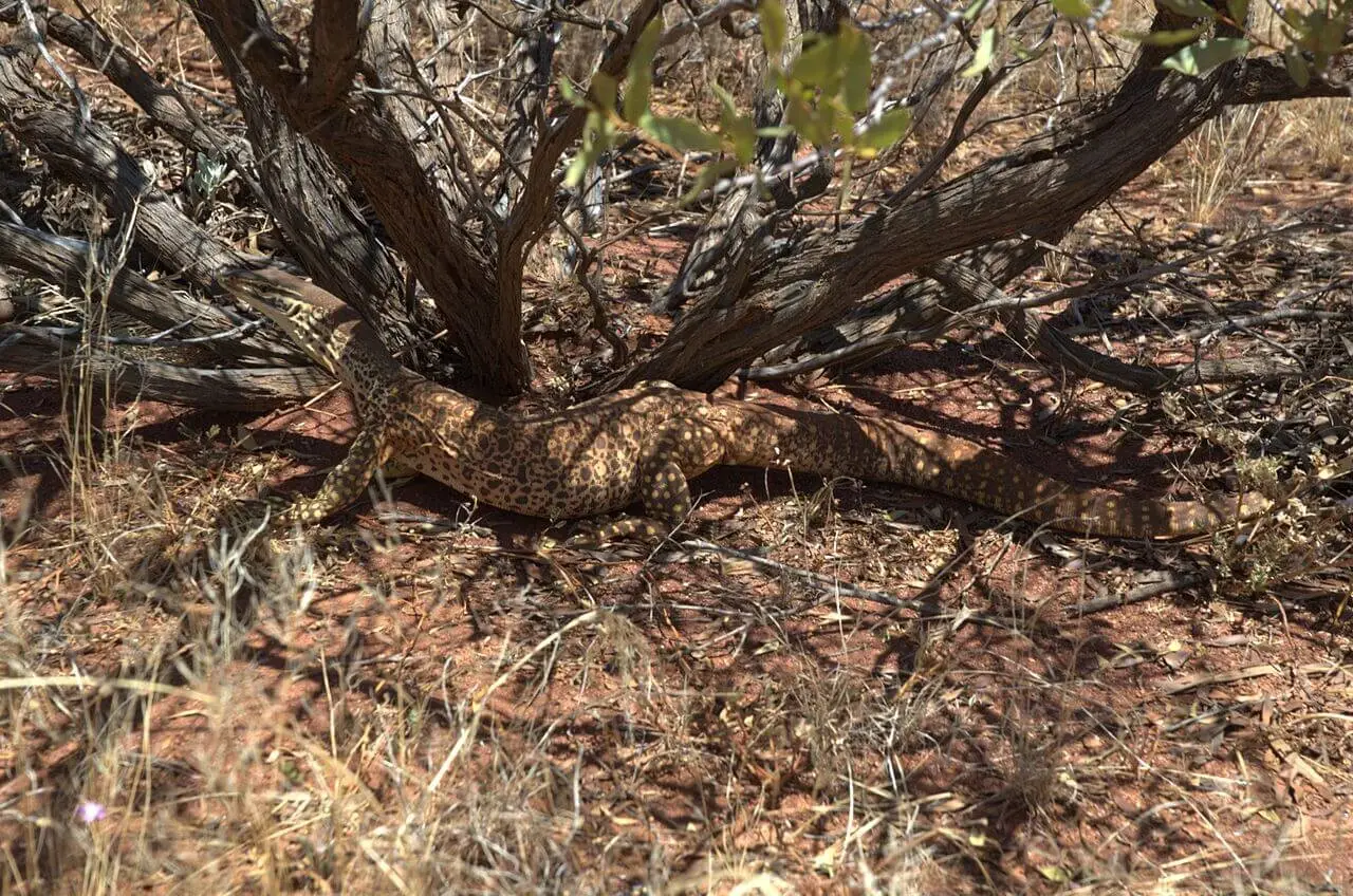 Spiny-Tailed-Monitor 08