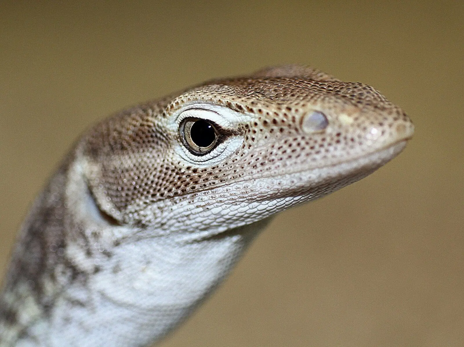 Spiny-Tailed-Monitor 09