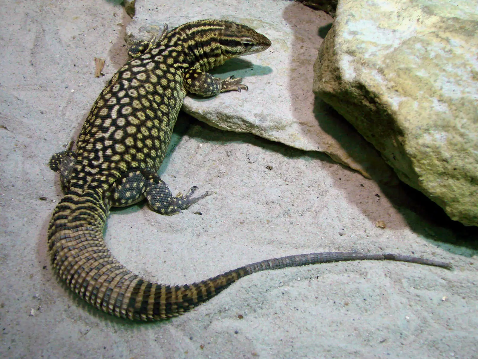 Spiny-Tailed-Monitor 10