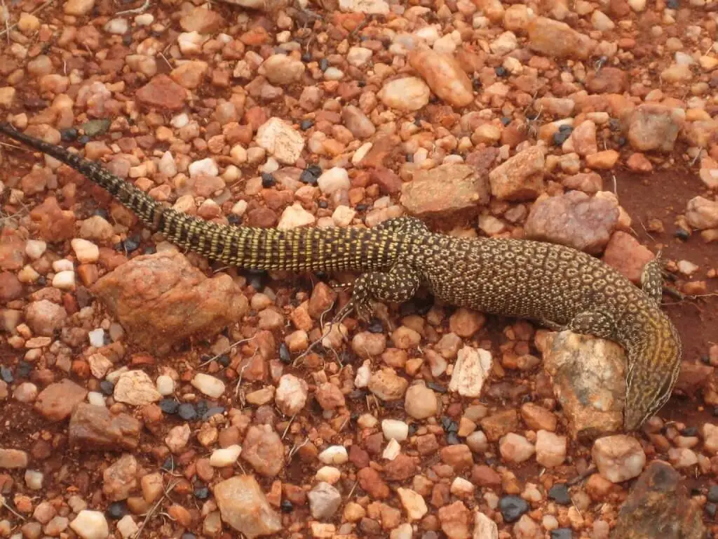 Spiny-Tailed-Monitor 11