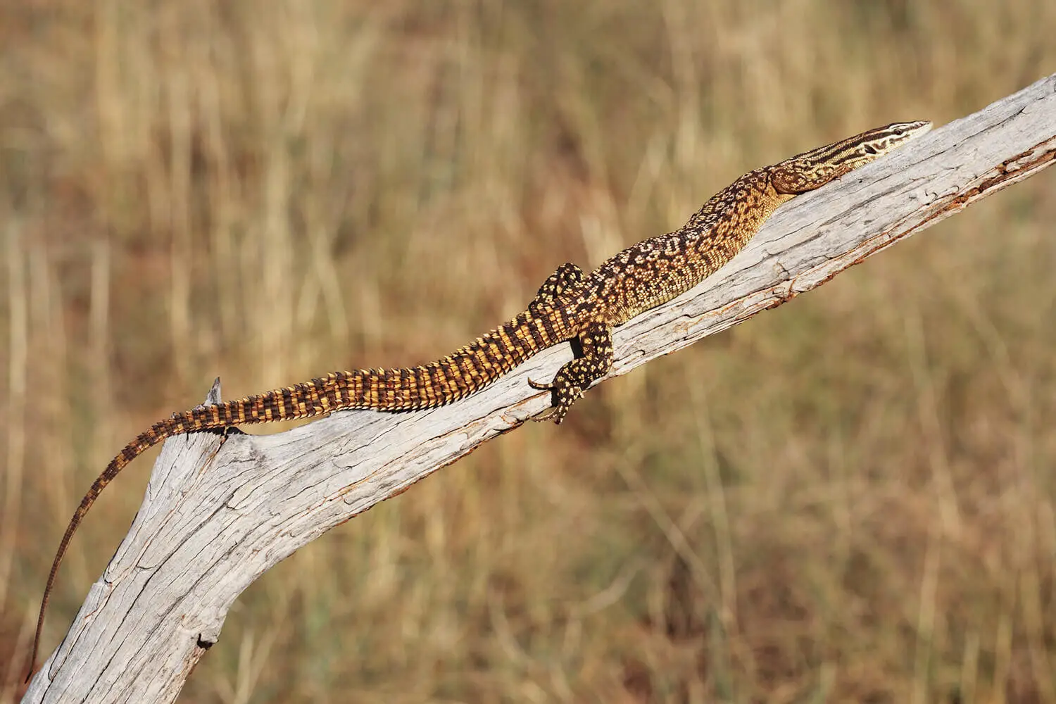 Spiny-Tailed-Monitor 12