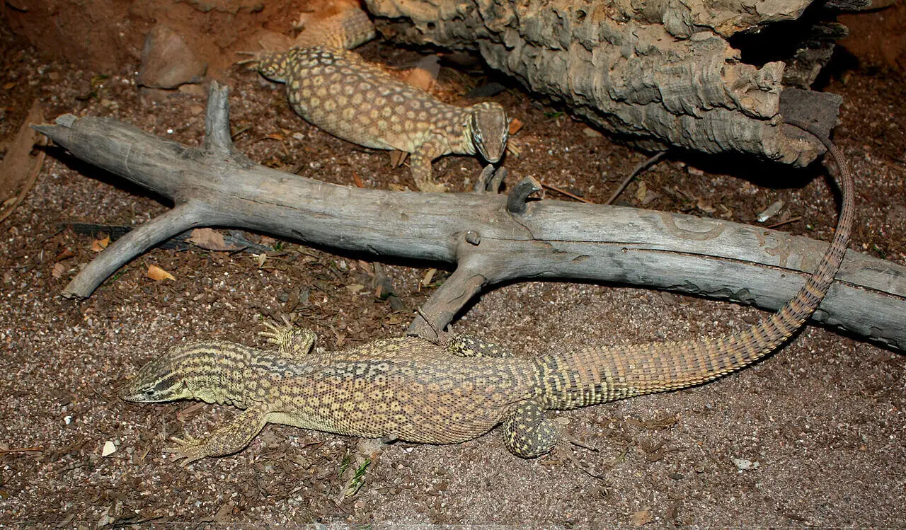 Spiny-Tailed-Monitor 13