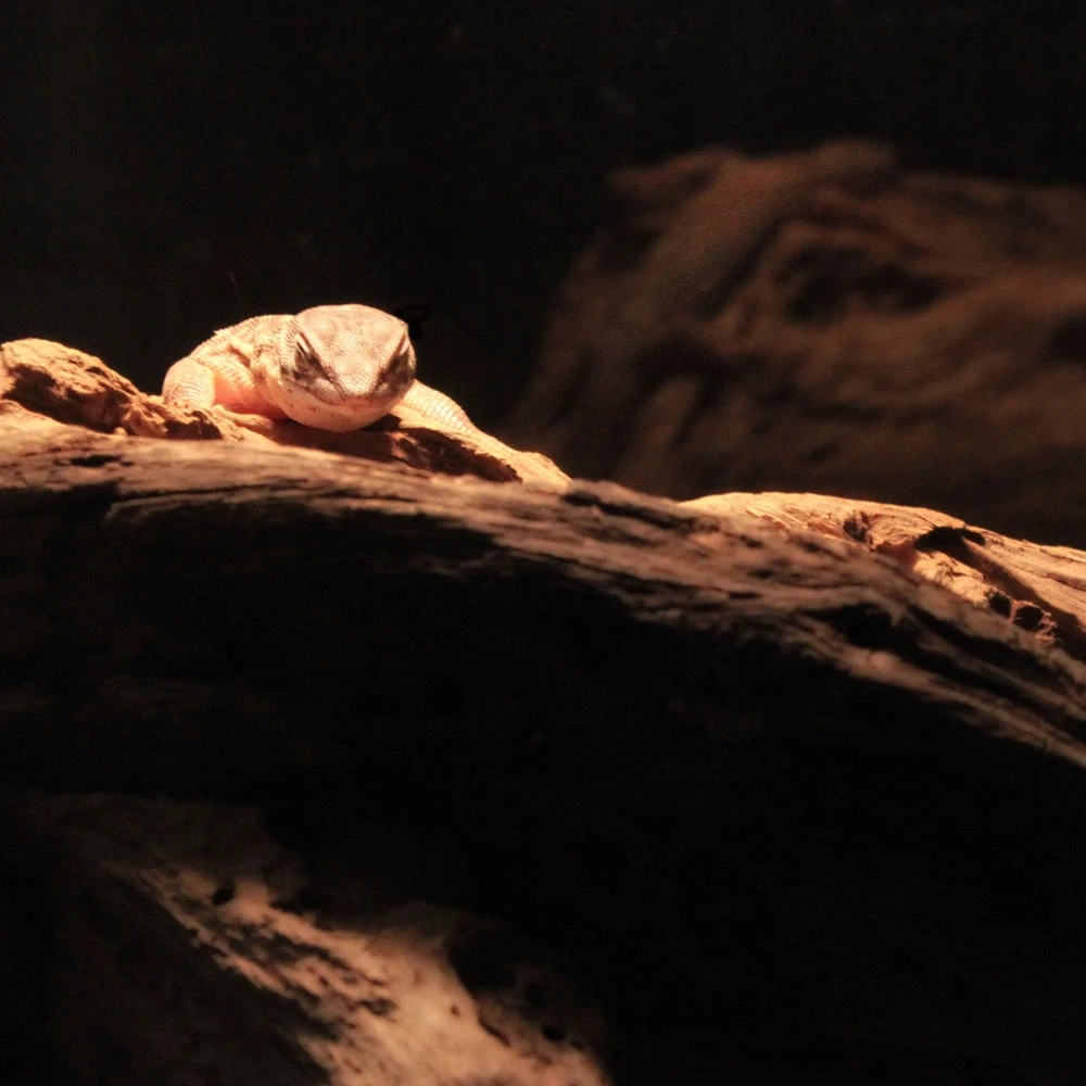 Spiny-Tailed-Monitor 14