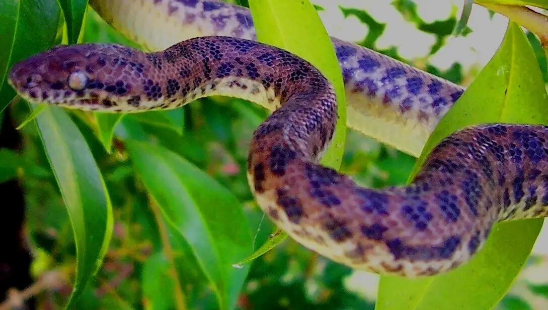 Un python de poche venu d'Australie