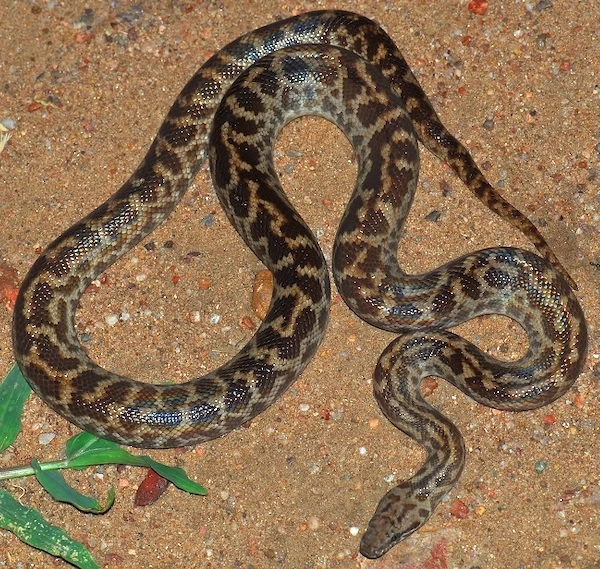 Python tacheté