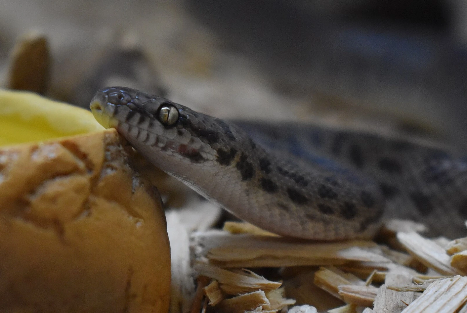 Python tacheté