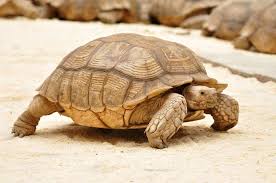 Sulcata-Tortoise 03