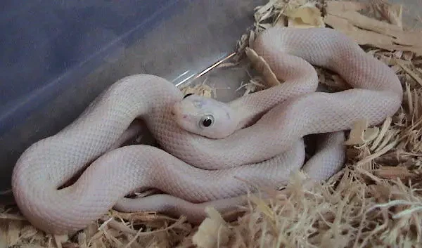 Texas-Rat-Snake 02