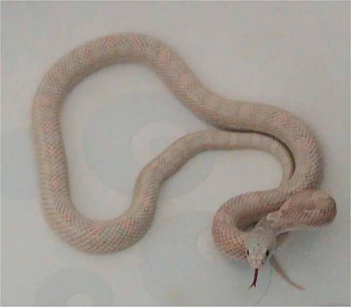 Texas-Rat-Snake 03