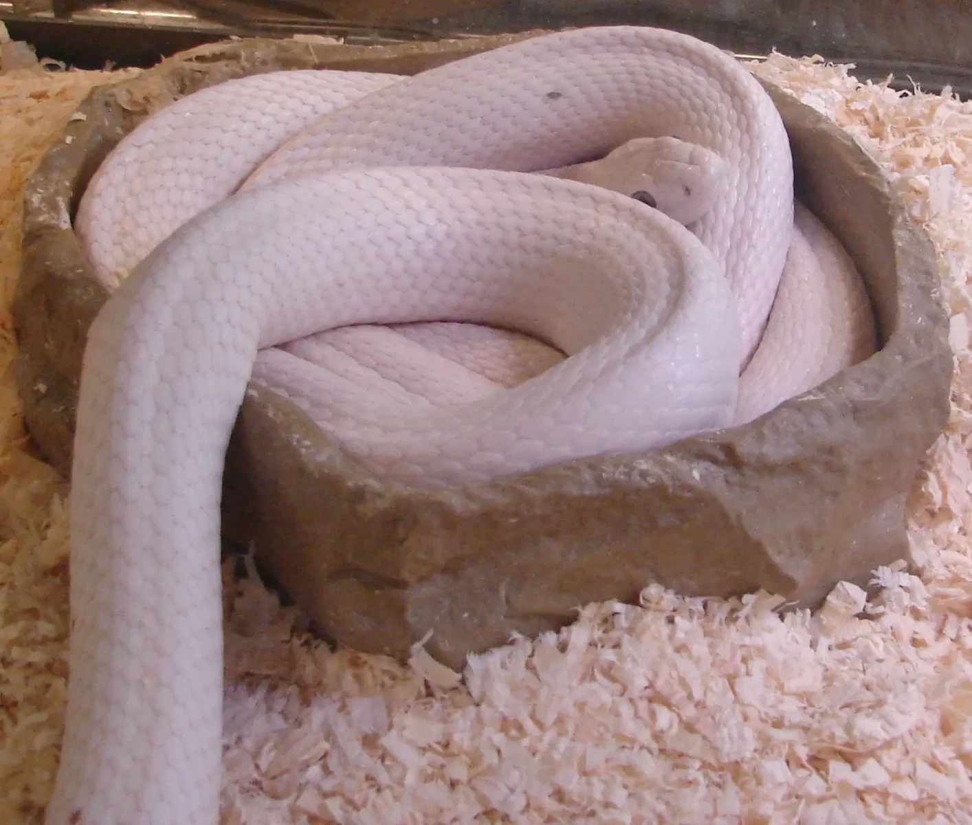 Texas-Rat-Snake 04