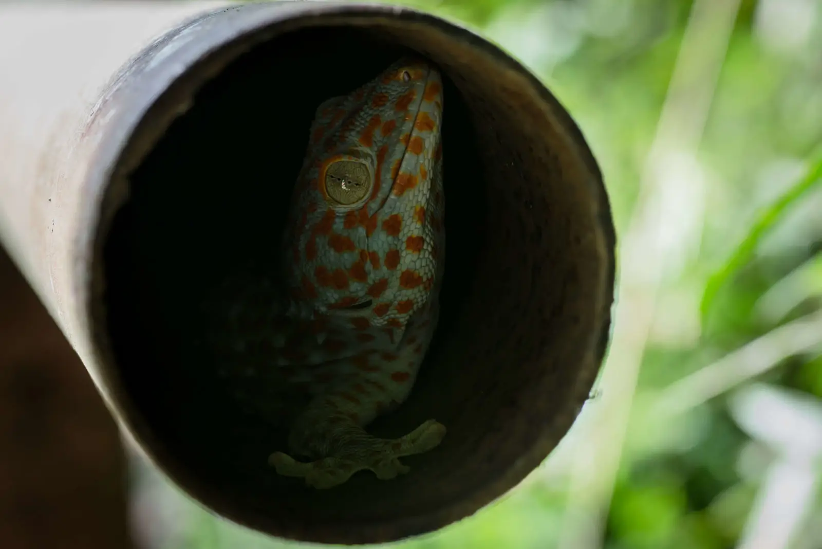 Tokay-Gecko 02