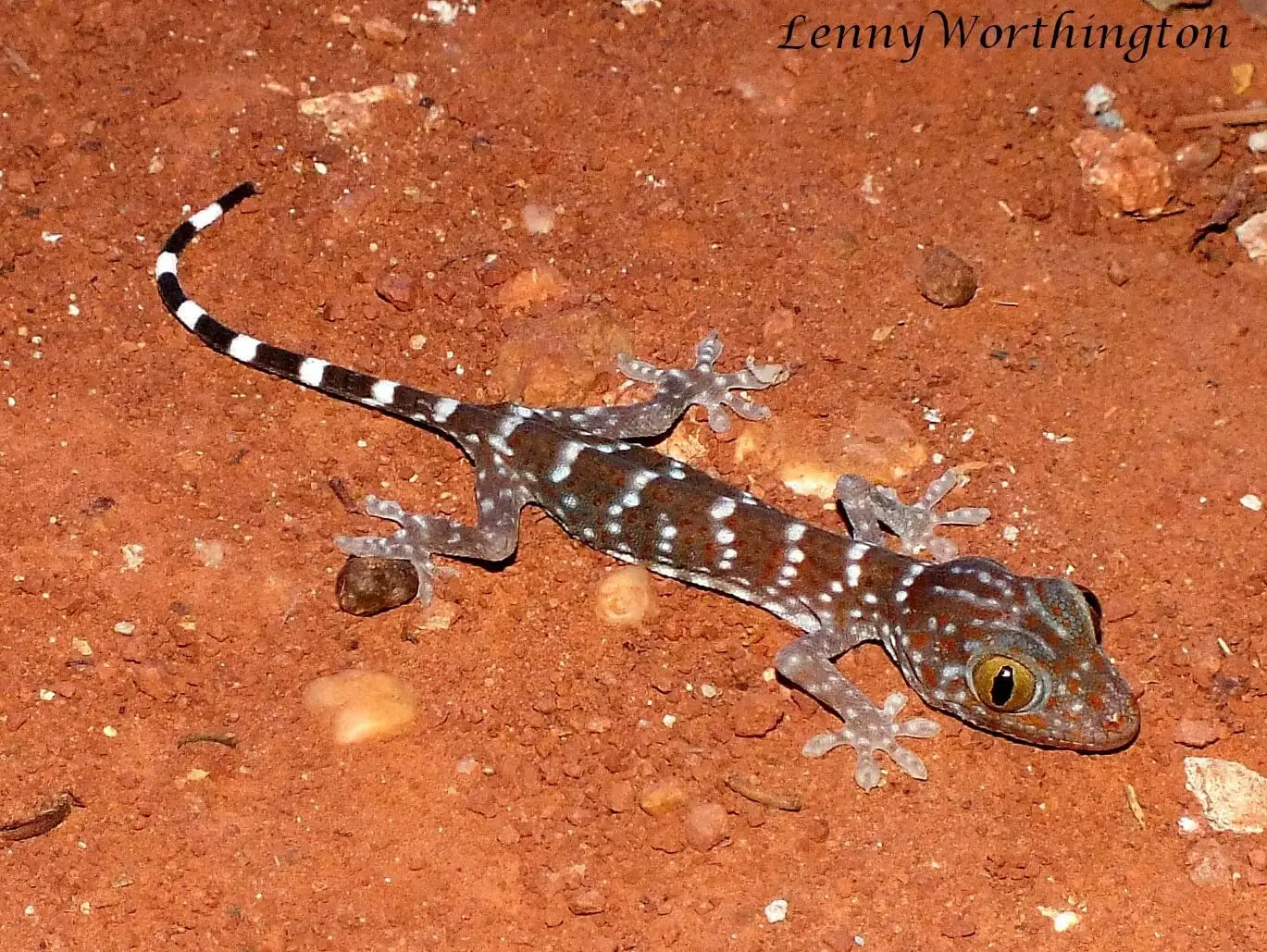 Tokay-Gecko 03