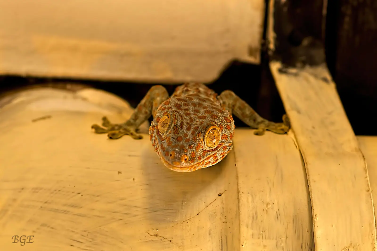 Tokay-Gecko 04