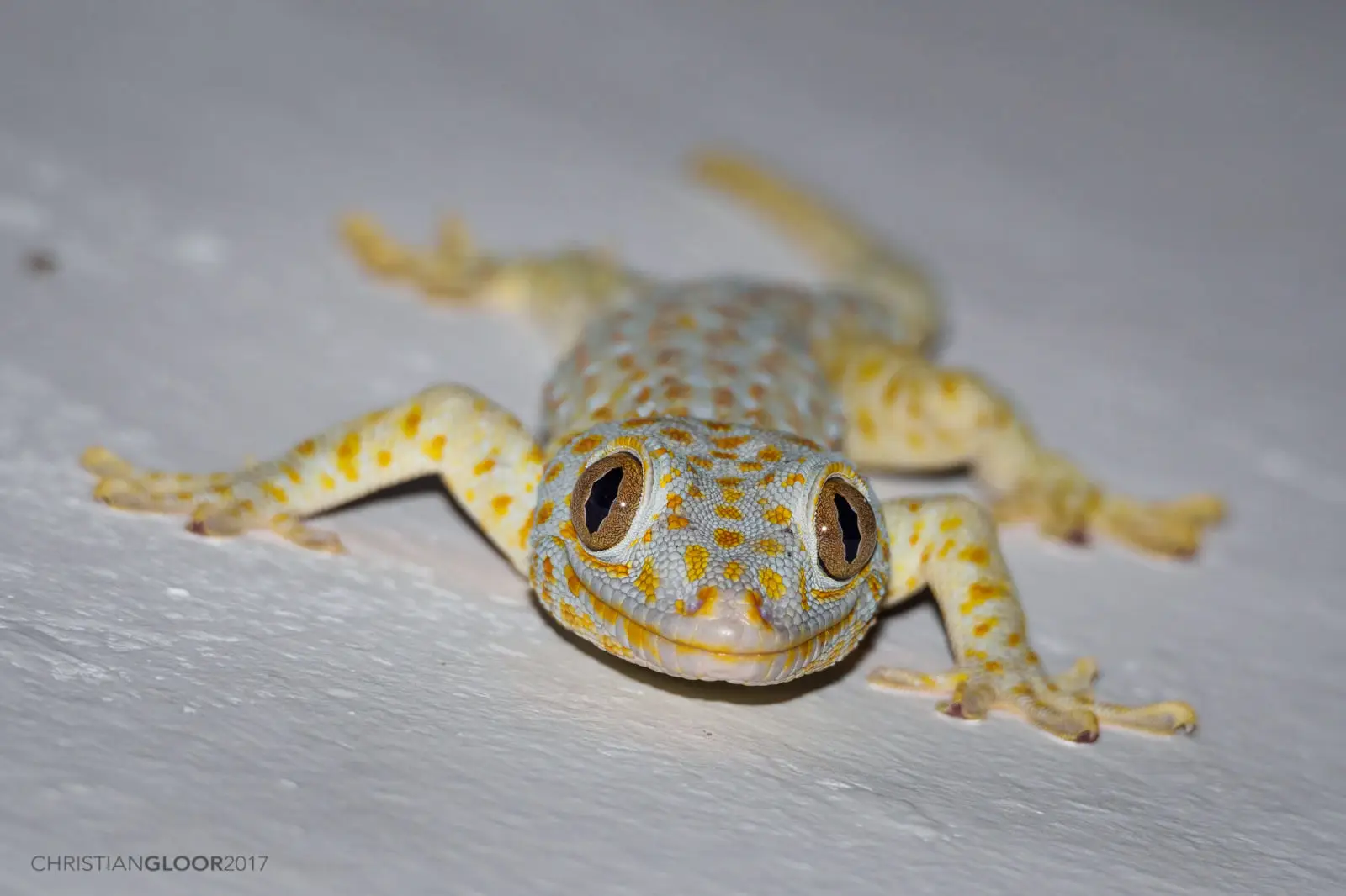 Tokay-Gecko 05