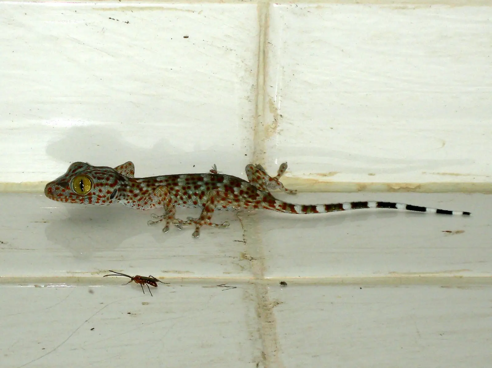 Tokay-Gecko 06