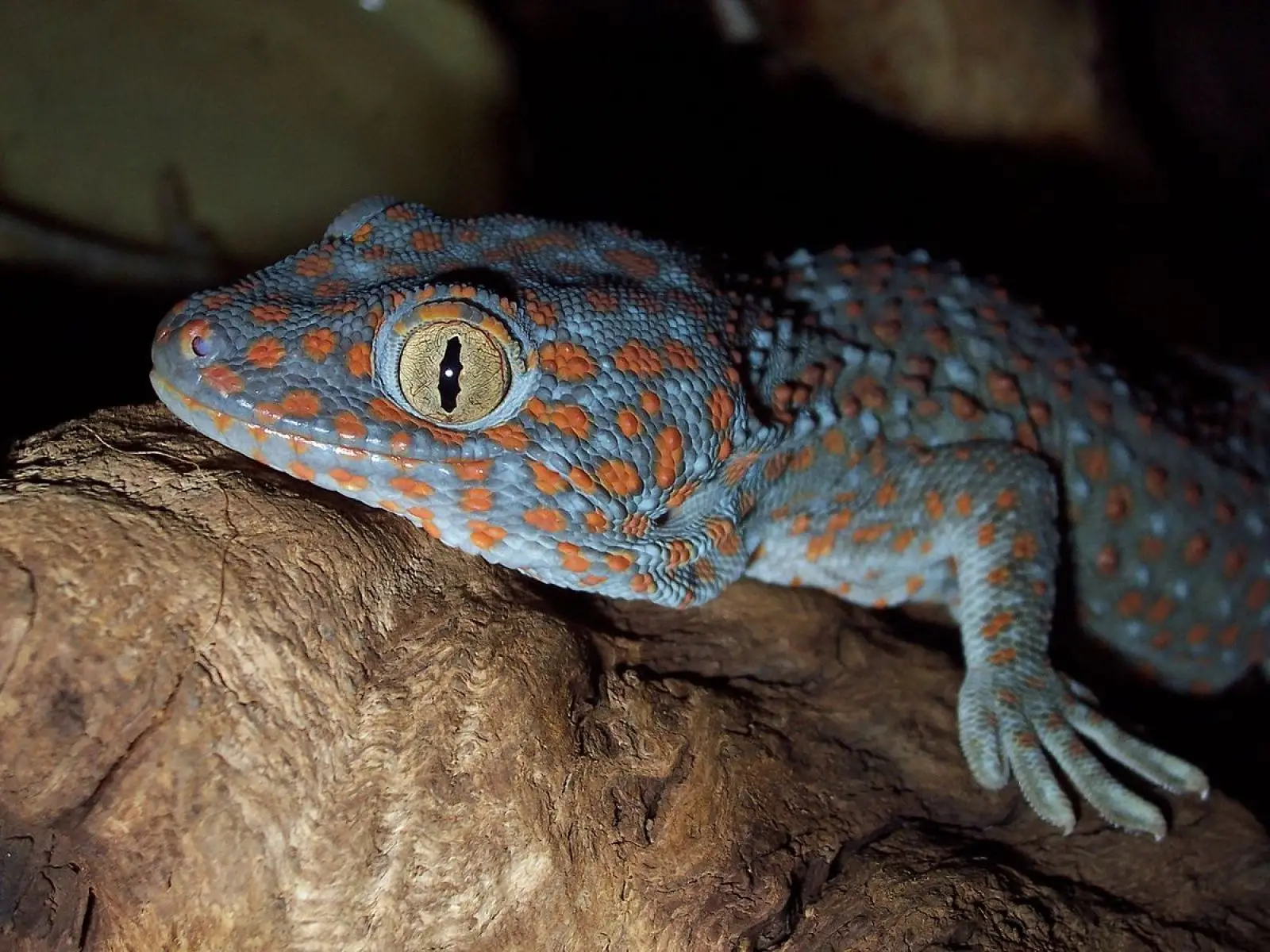 Tokay-Gecko 07