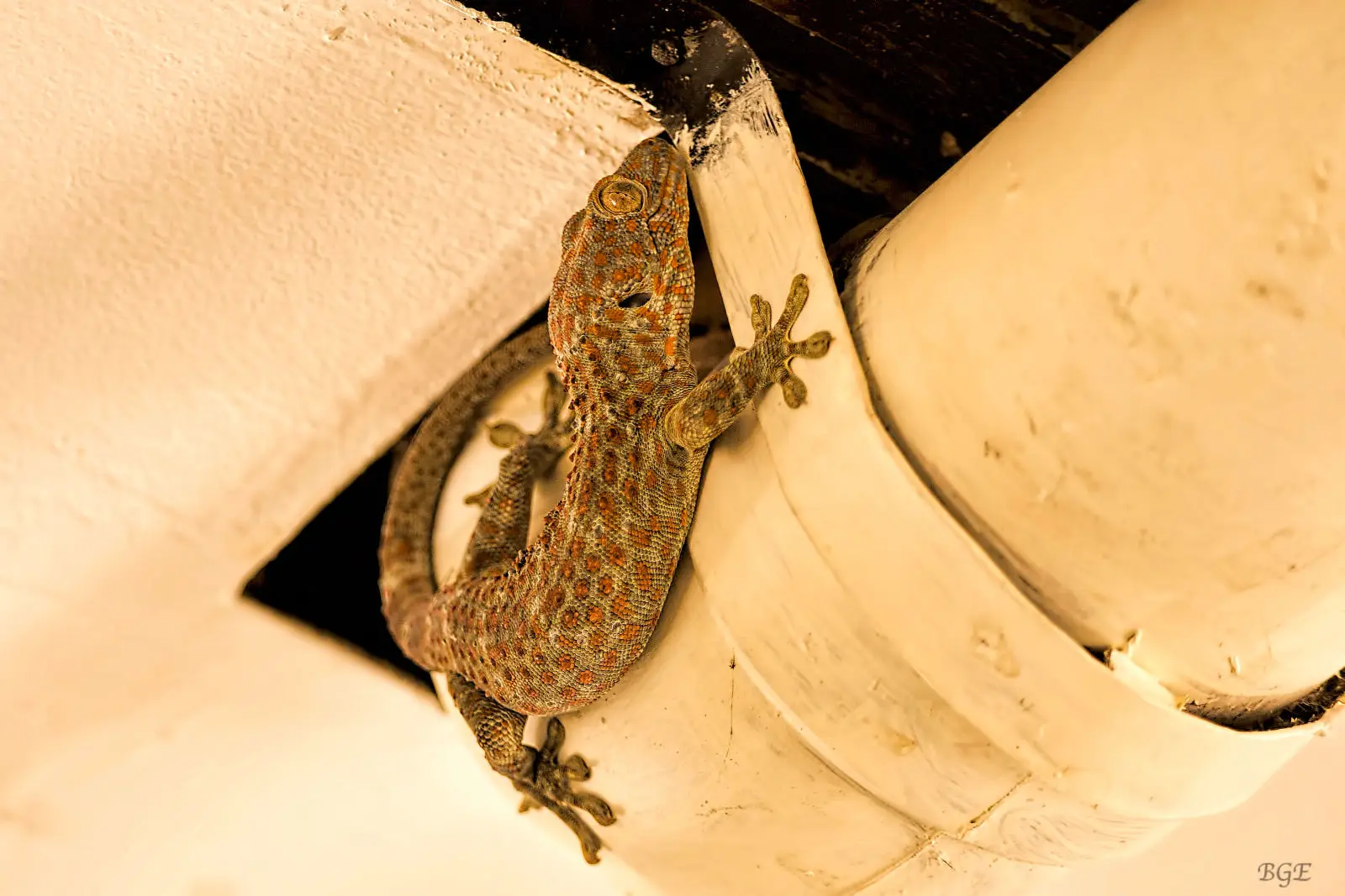 Tokay-Gecko 08