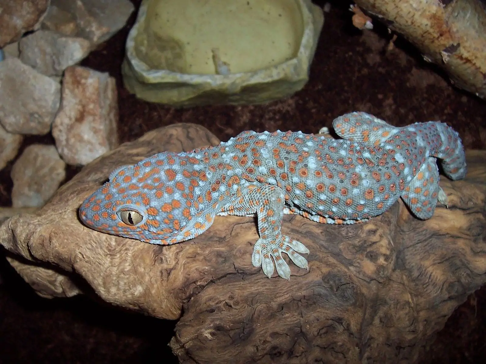 Tokay-Gecko 09