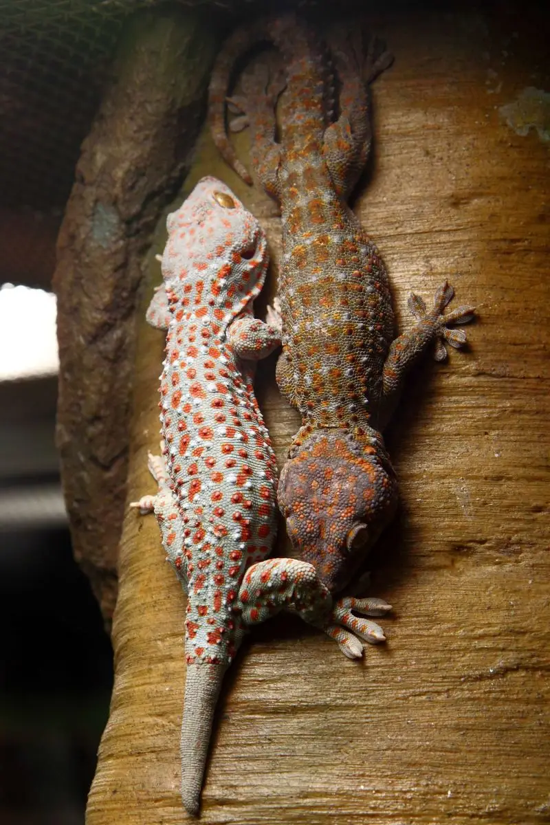 Tokay-Gecko 10