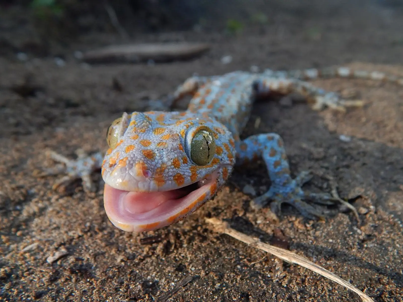 Tokay-Gecko 11