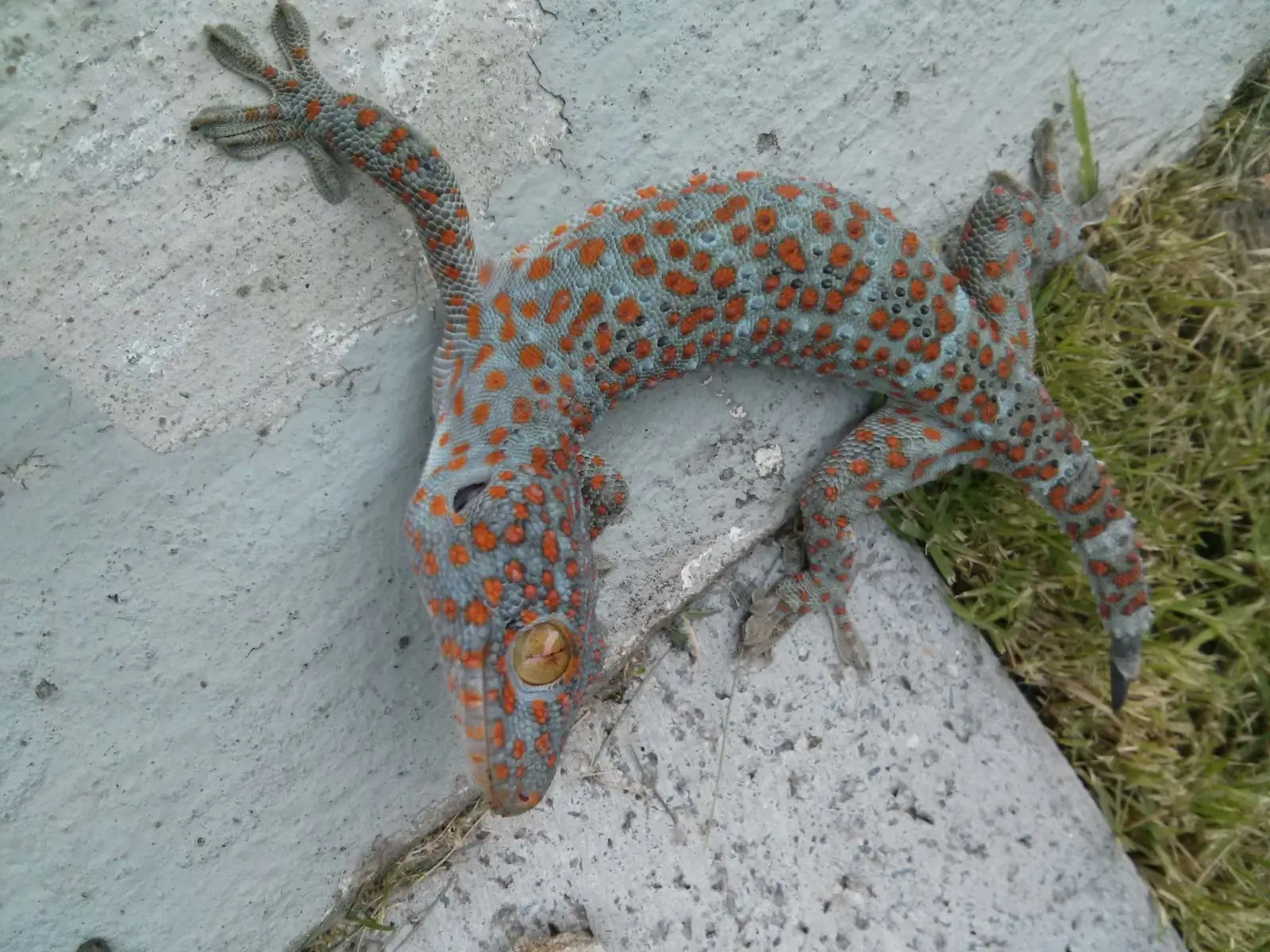 Tokay-Gecko 12