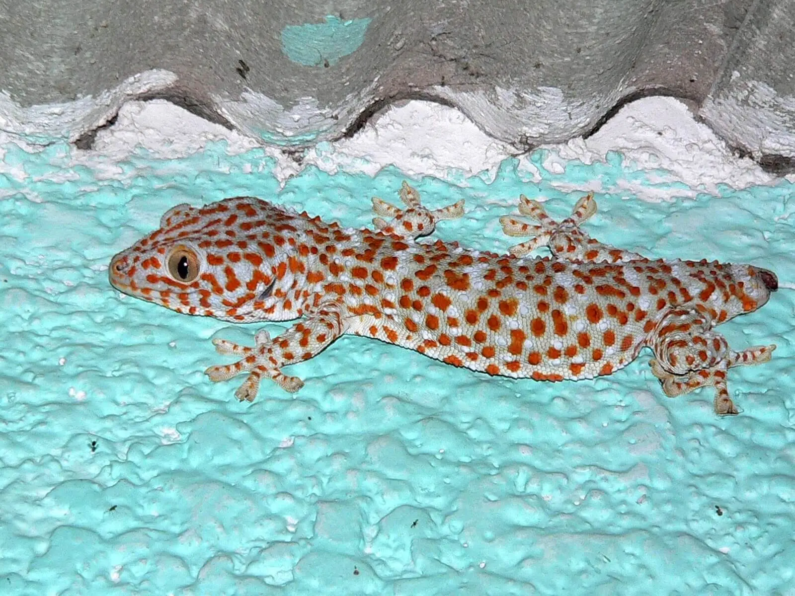 Tokay-Gecko 13