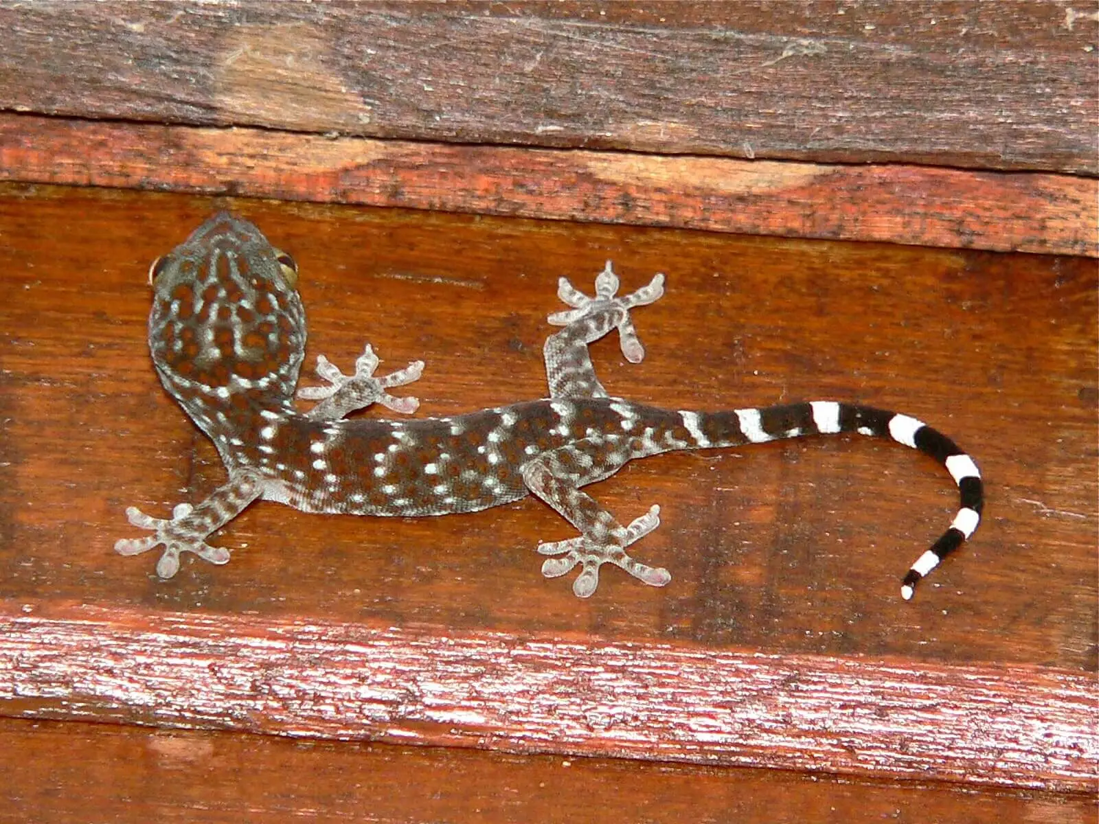 Tokay-Gecko 14
