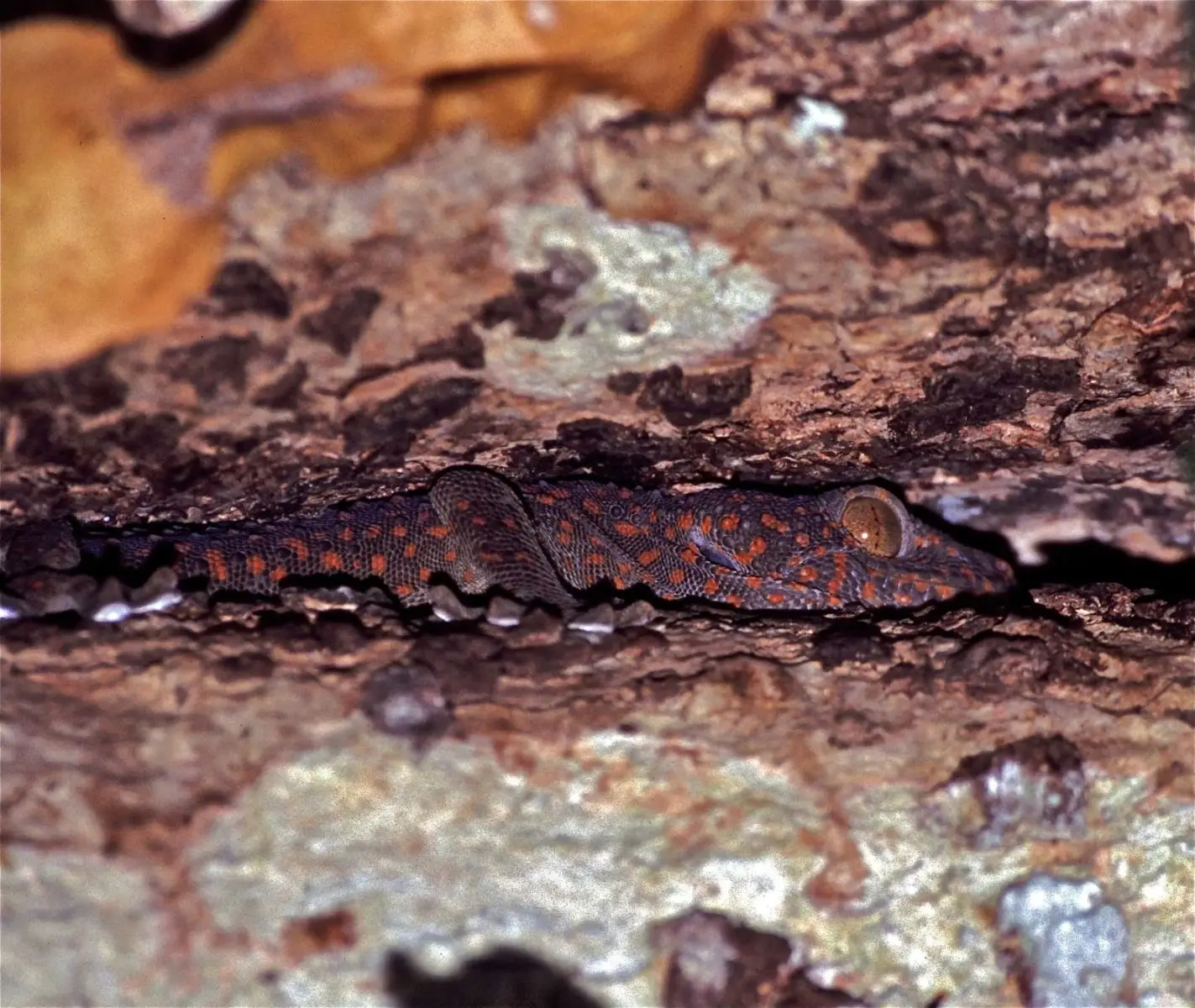 Tokay-Gecko 15