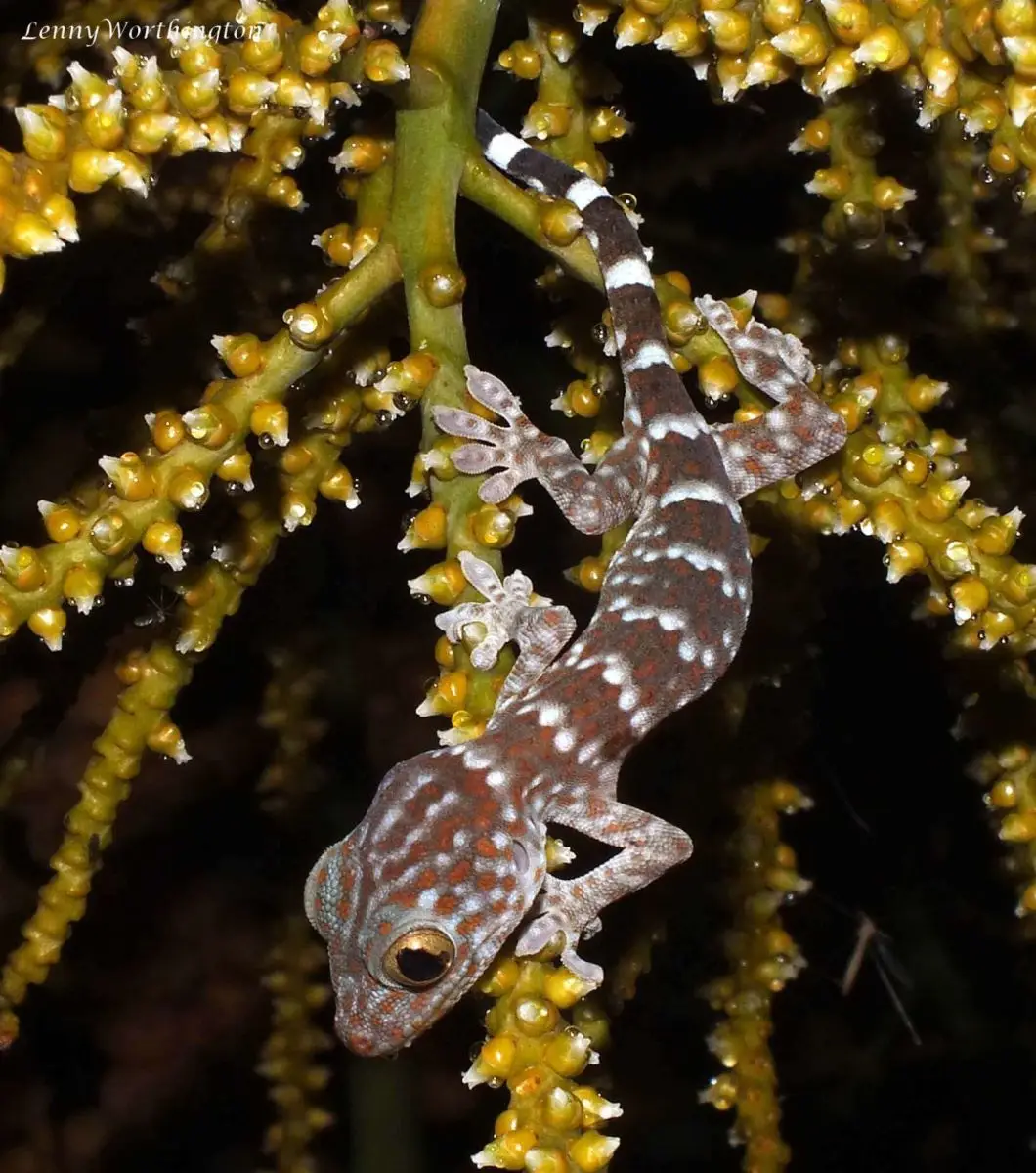 Tokay-Gecko 16